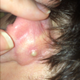 Illustration for article titled Look at this gross thing and tell me what it is!